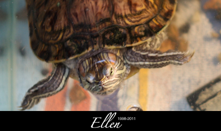 Ellen - 1998-2011