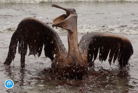 Olajos pelikán