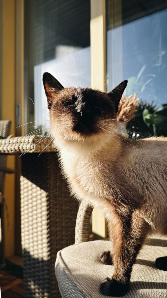 Saci idén januárban